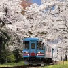 樽見鉄道　桜満開