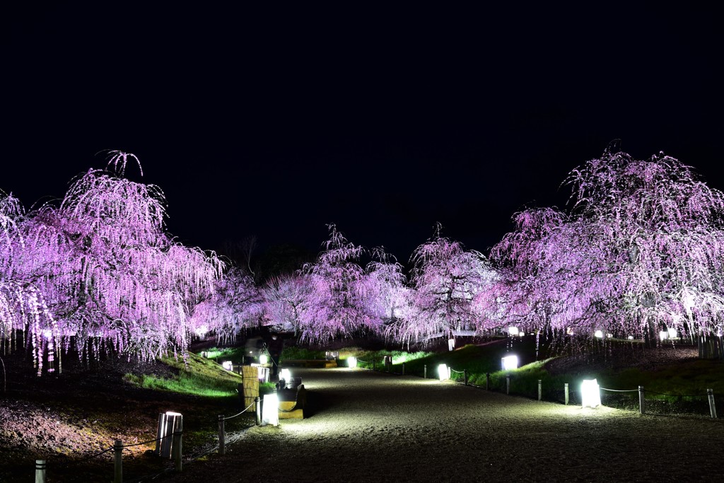 鈴鹿の森庭園　ライトアップ