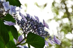 季節がら　紫陽花を