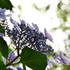 季節がら　紫陽花を