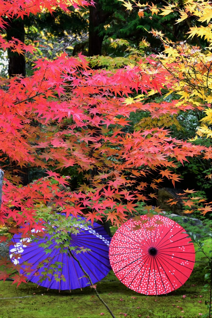 京都　勝林寺