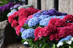 季節がら　紫陽花を