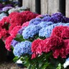 季節がら　紫陽花を