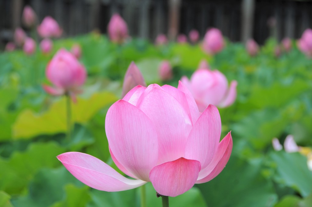 レンコンの花