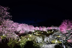 鈴鹿の森庭園　ライトアップ