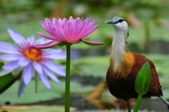 掛川 　花鳥園