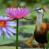 掛川 　花鳥園
