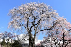 駒ヶ根　蔵澤寺