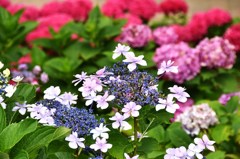 季節がら　紫陽花を