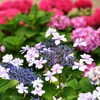 季節がら　紫陽花を