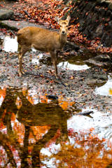 奈良公園 鹿