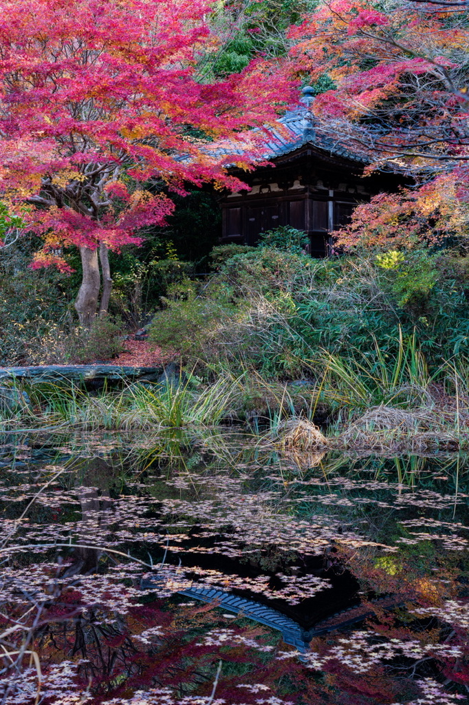 不退寺