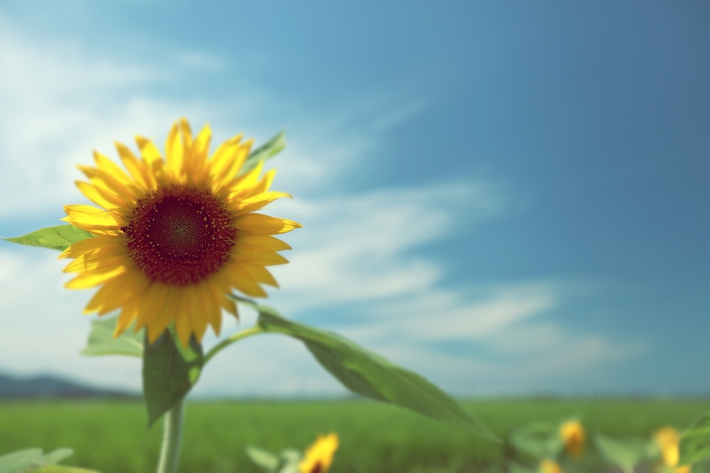 helianthus annuus