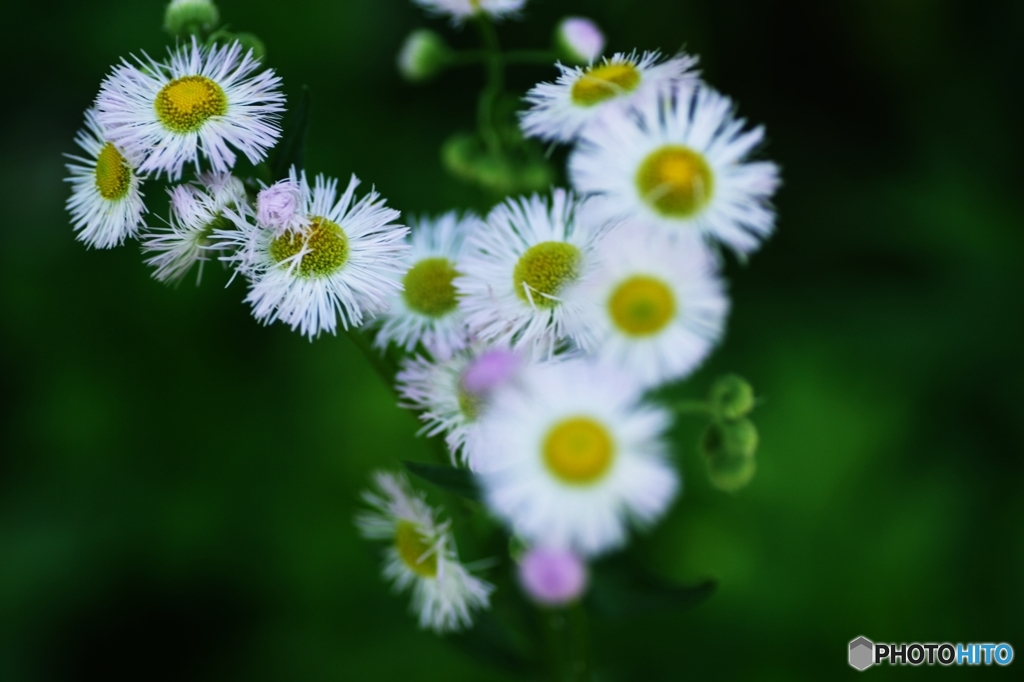 erigeron philadelphicus