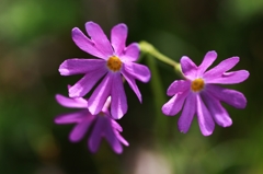 primula cuneifolia