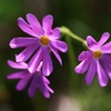 primula cuneifolia