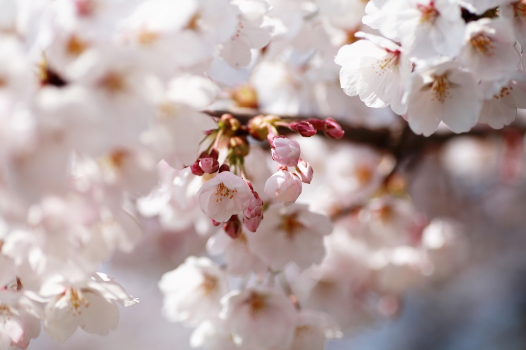 sakura