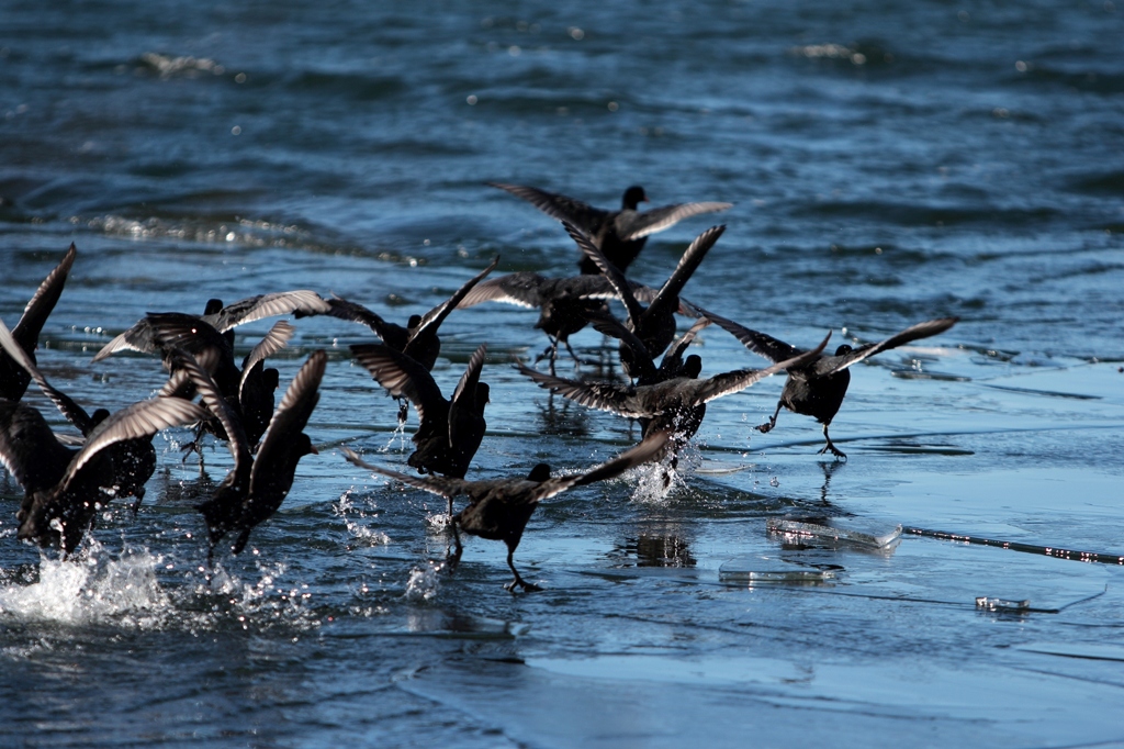 black birds running