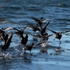 black birds running