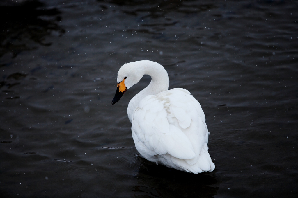swan