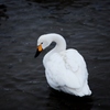 swan