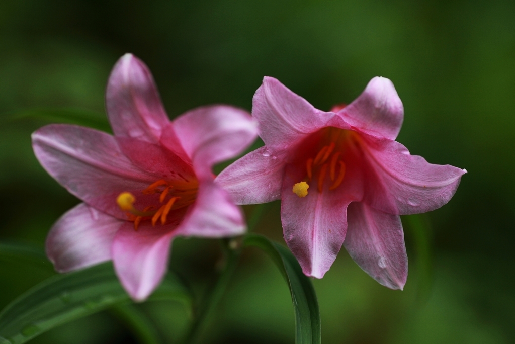 lilium rubellum