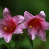 lilium rubellum