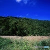 里山の風景