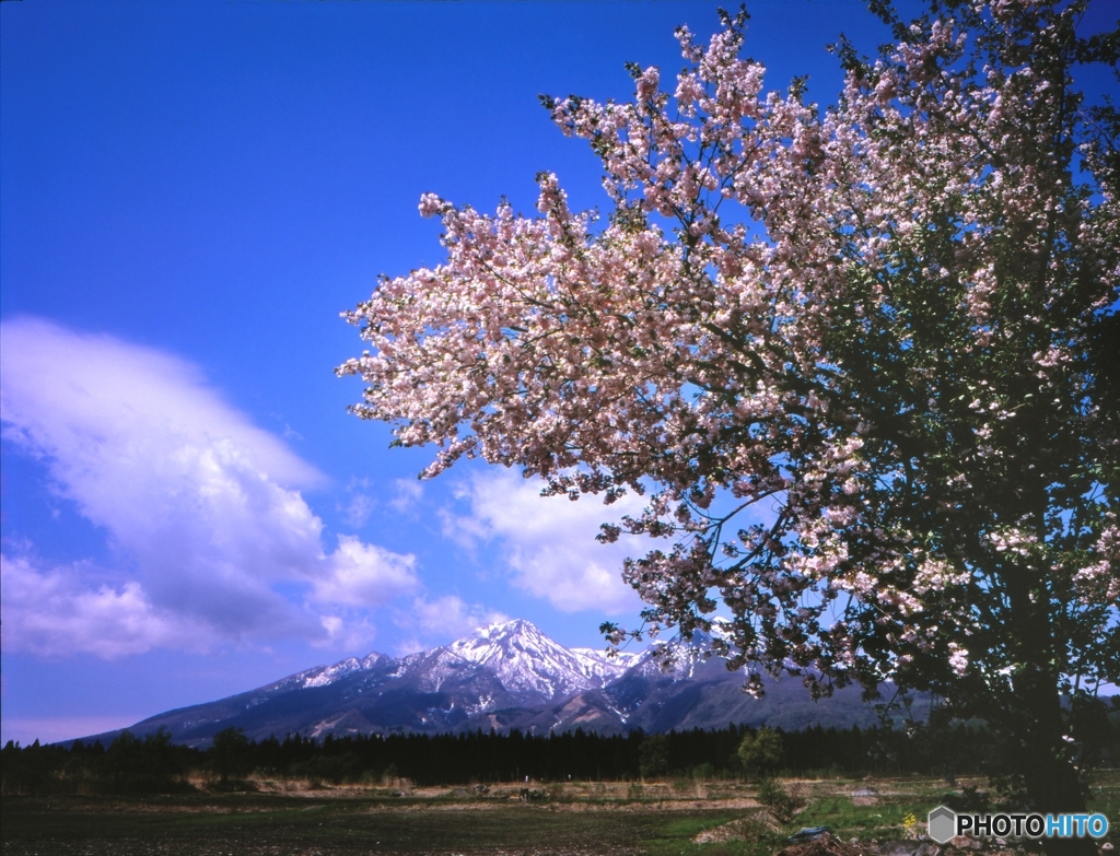 妙高山と桜