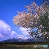 妙高山と桜