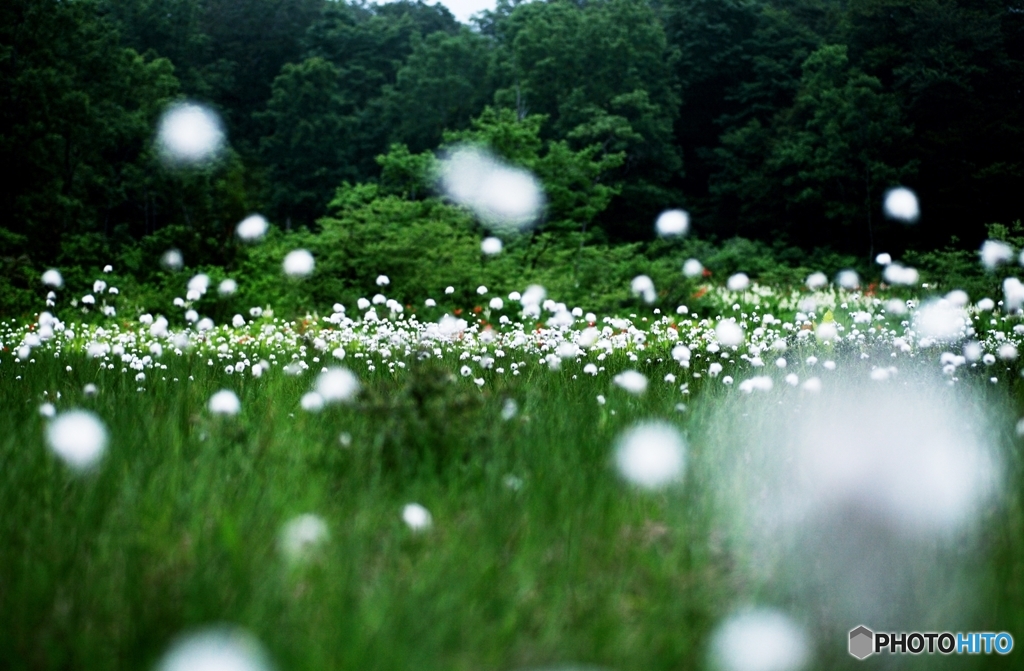 魂の森