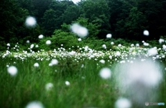 魂の森