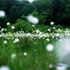 魂の森