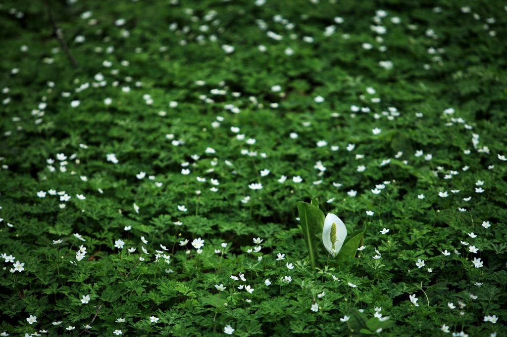 anemone flaccida and lysichiton camtscha