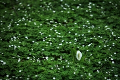 anemone flaccida and lysichiton camtscha