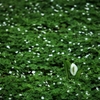 anemone flaccida and lysichiton camtscha