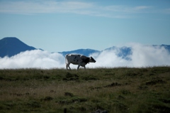 cattle and landscape