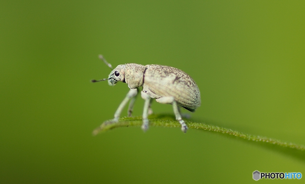 weevil