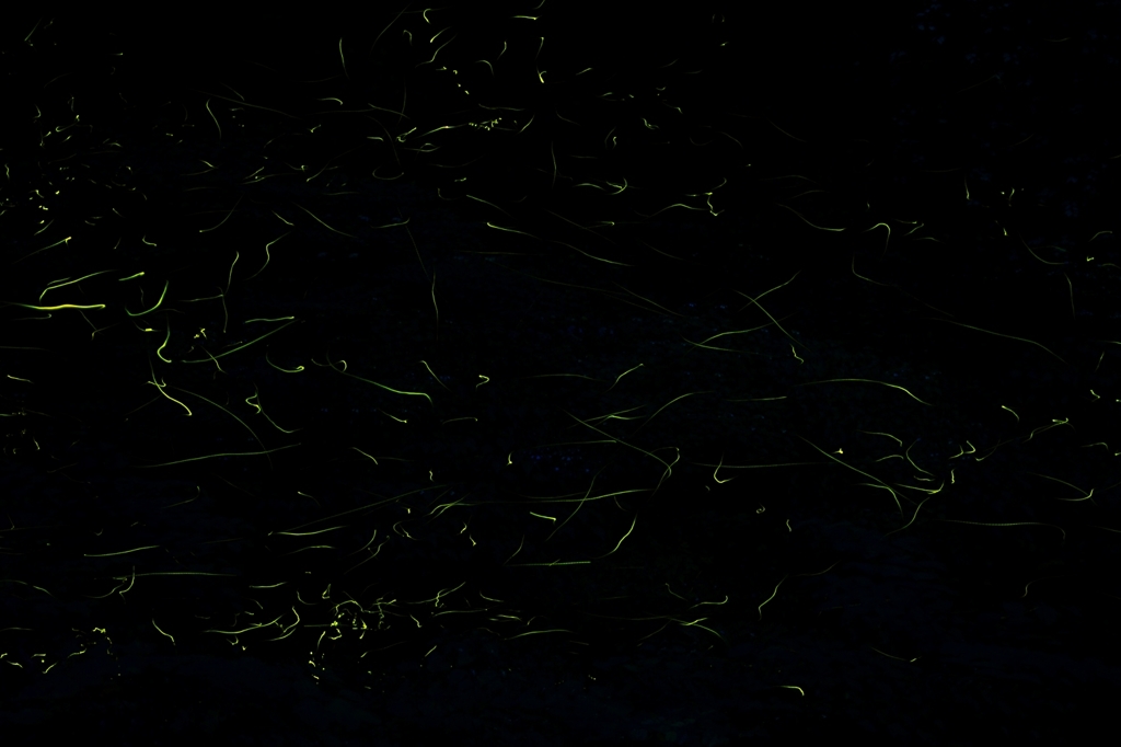 firefly