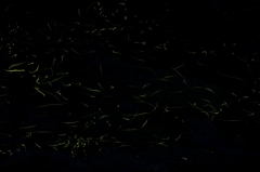 firefly