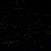 firefly