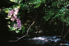 花と渓流