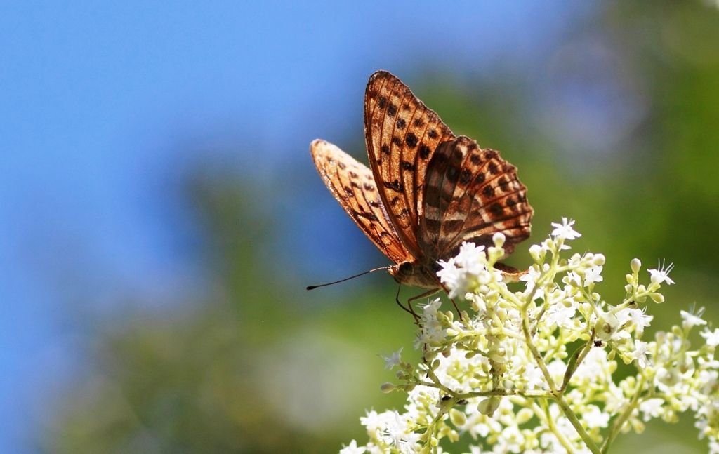 butterfly