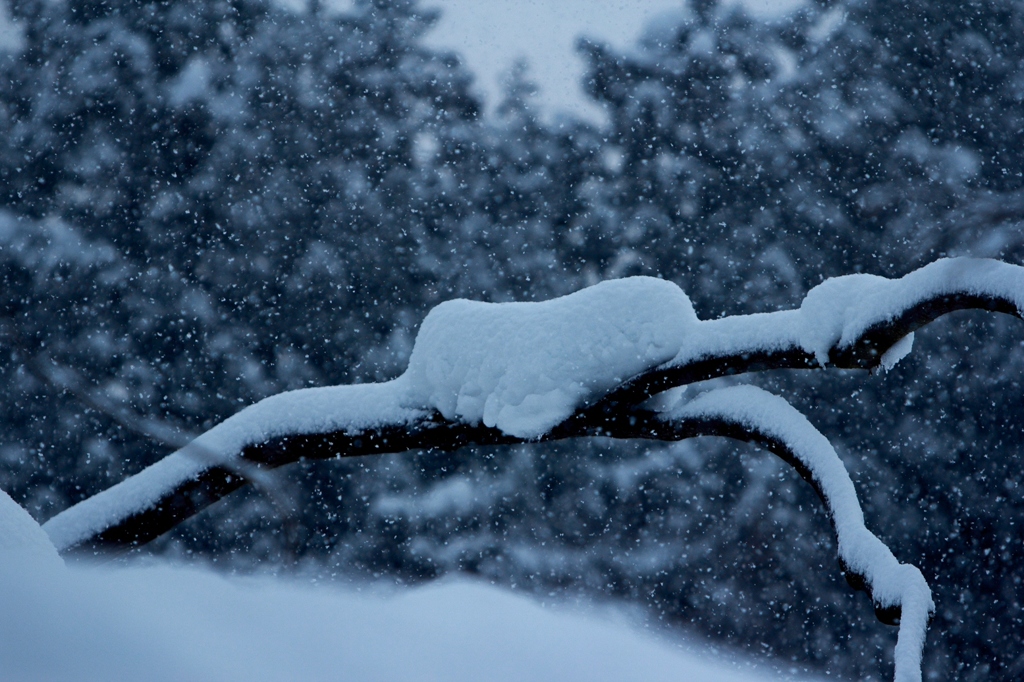 in the snow