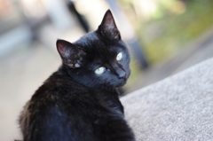 stray cat