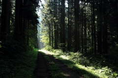 woodland