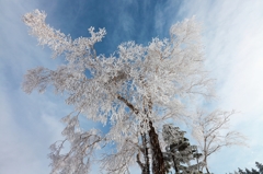 frozen tree