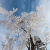 frozen tree