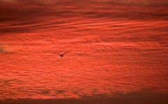 夕焼け空をいく！
