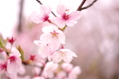 黒鳥山の桜